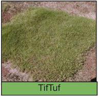 tiftuf