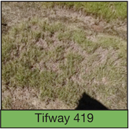 tifway 419