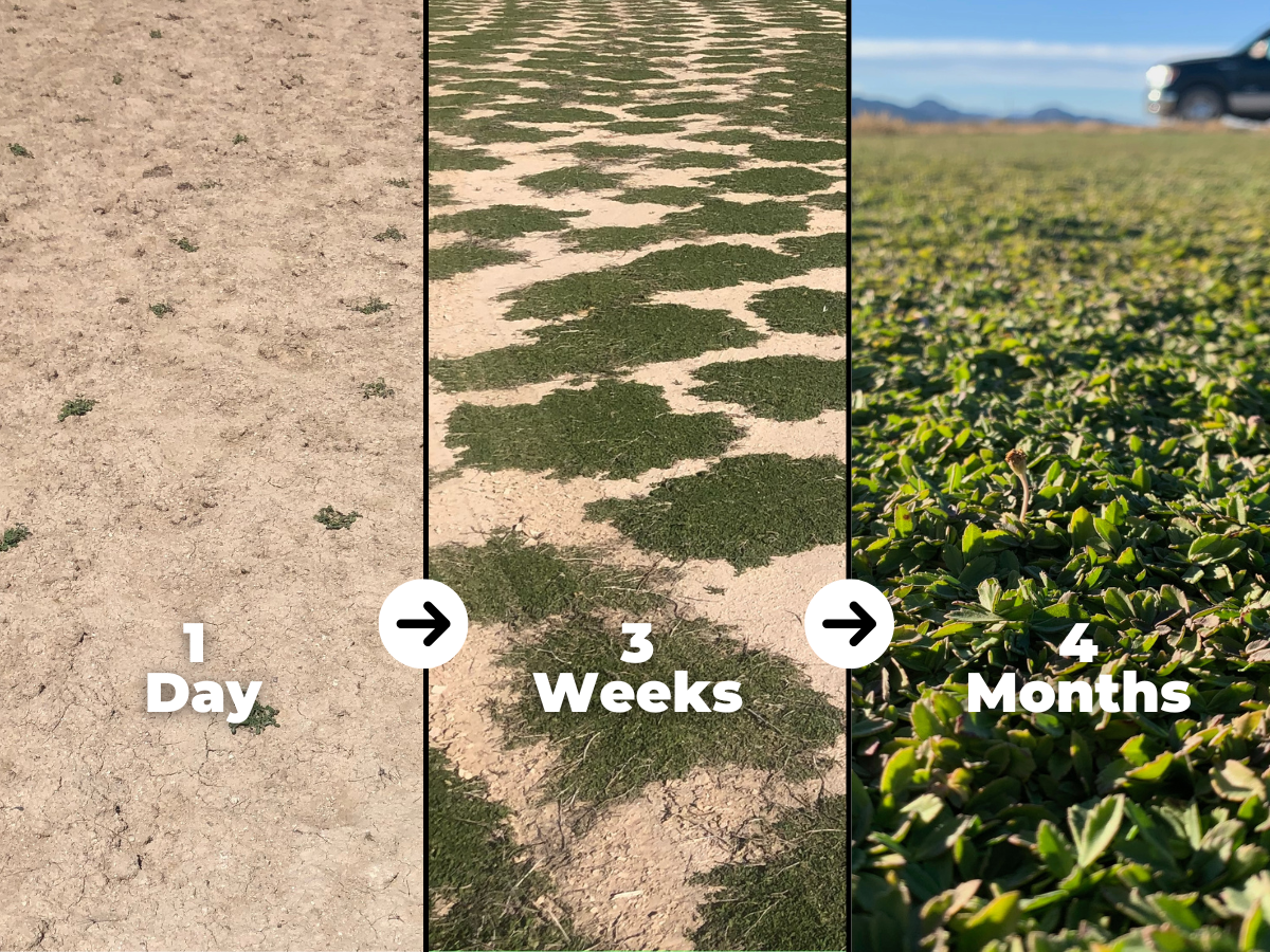 Kurapia growth timeline