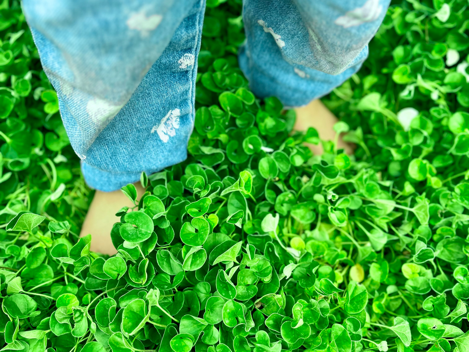 Lush Dichonra Ground Cover Las Vegas