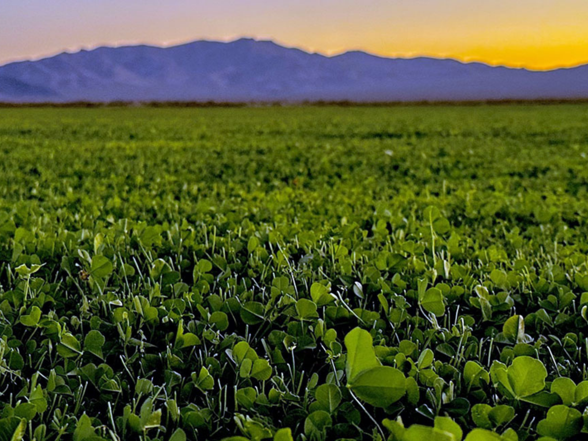 Micro Clover Ground Cover Las Vegas - Drought Tolerant Lawn