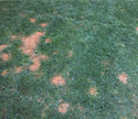 Urine Spots on Sod