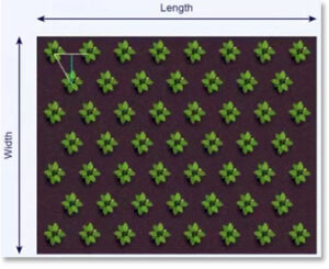 Dichondra Planting Guide