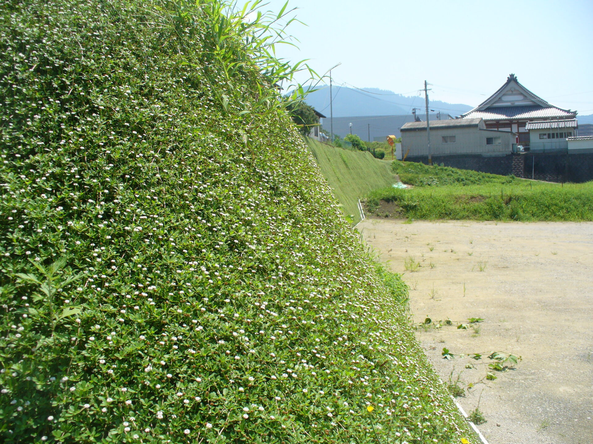 Kuapia growing at a 75 degree slope