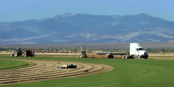 A sod farm in Las Vegas with green fields, farm equipment, and a mountain range in the background.