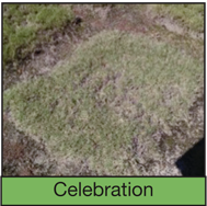 celebration sod