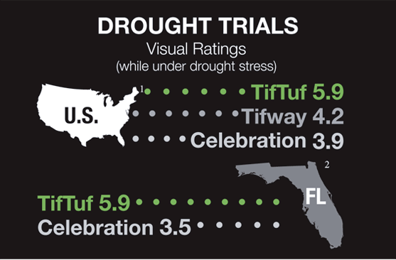 Tiftuf Drought Tolerant Trials