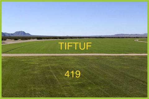 Tiftuf 419 Sod Las Vegas