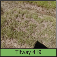 tifway-419