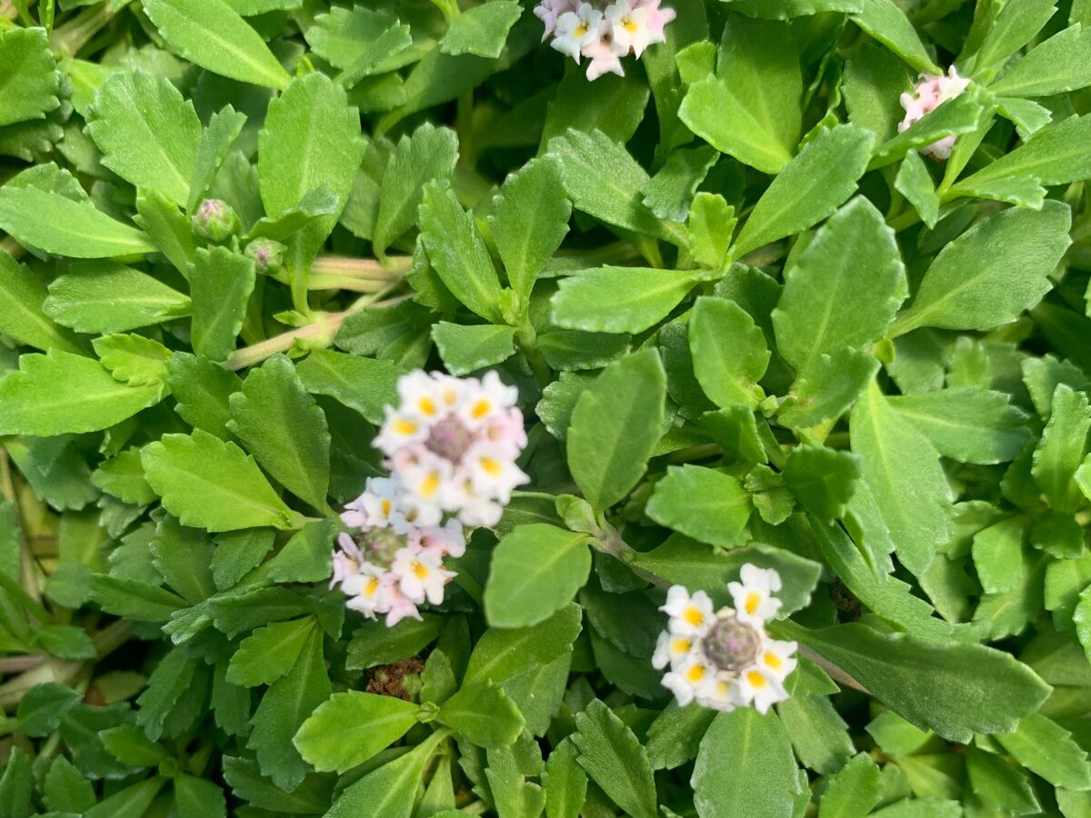 Kurapia Ground Cover