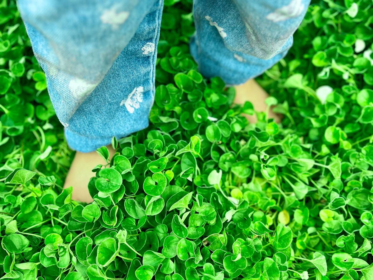 Lush Dichondra Ground Cover Las Vegas