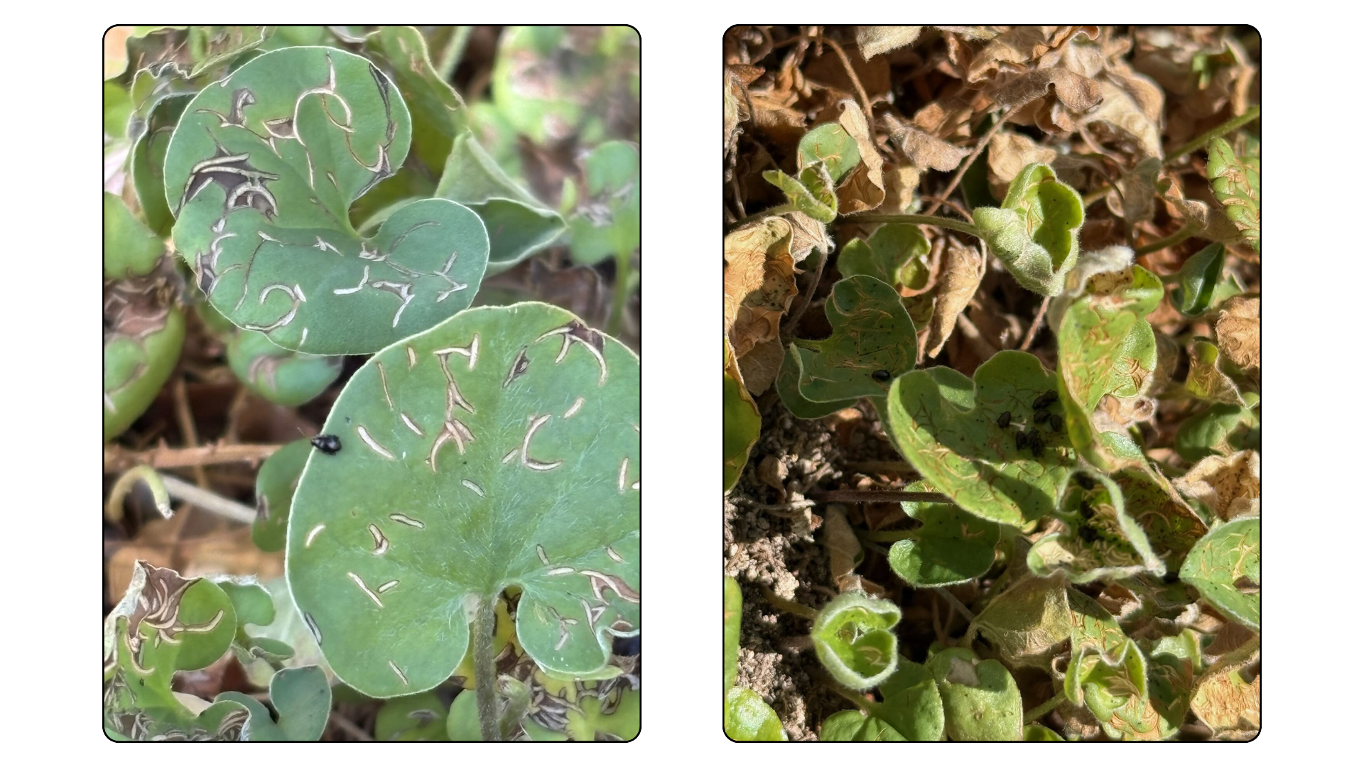Dichondra Disease & Pests